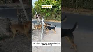 After Calling Through Fence For A Long Time, Felt It Was Boring🤣 #Pets #Funny #Animals #Dog #Shorts