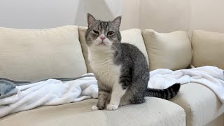 爆睡中に突然飼い主が帰ってきたときの猫の反応がかわいすぎたw