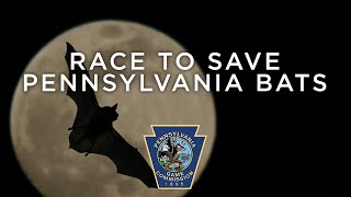 Race to Save Pennsylvania Bats