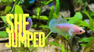 MY BETTA FISH JUMPED OUT by Aaron Lewis 605 views 2 years ago 7 minutes, 35 seconds