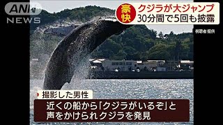 「クジラがいるぞ」30分で5回もジャンプ(19/06/04)