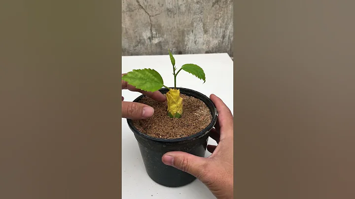 how to propagate hibiscus flowers from flower buds #shorts - DayDayNews
