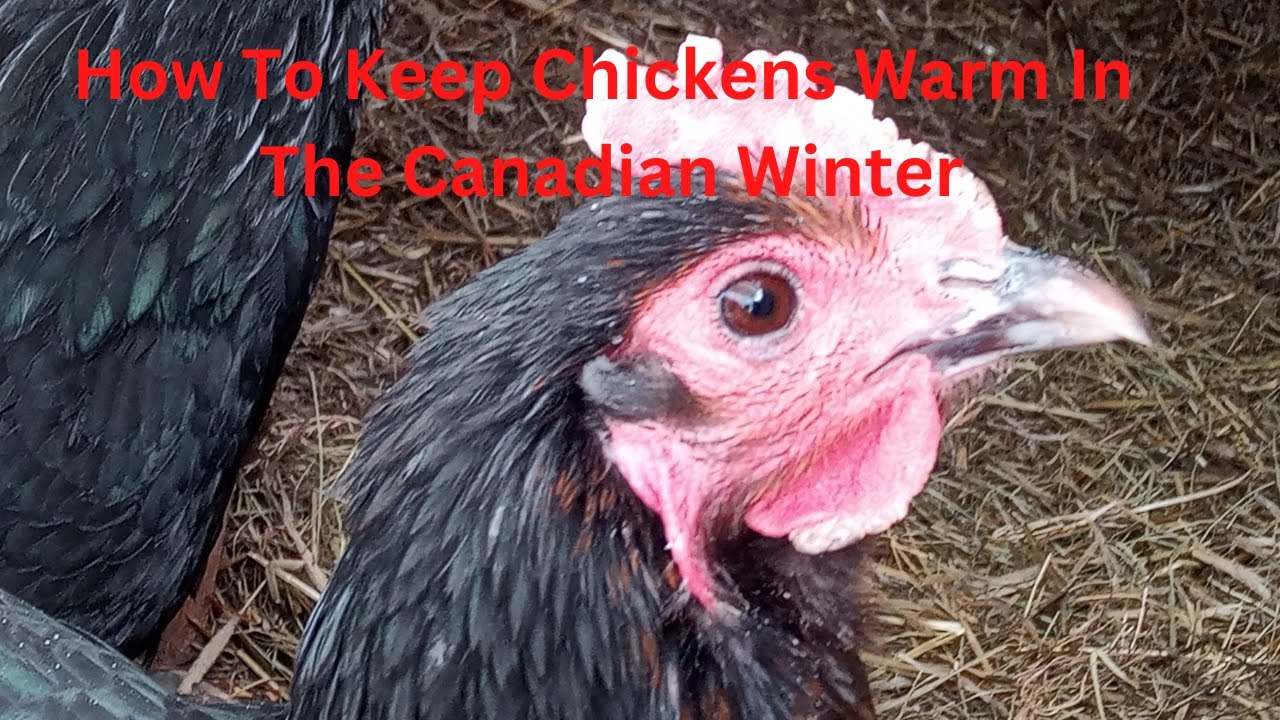 How We Keep Our Chickens Warm In The Deep Cold Of The Canadian Winter