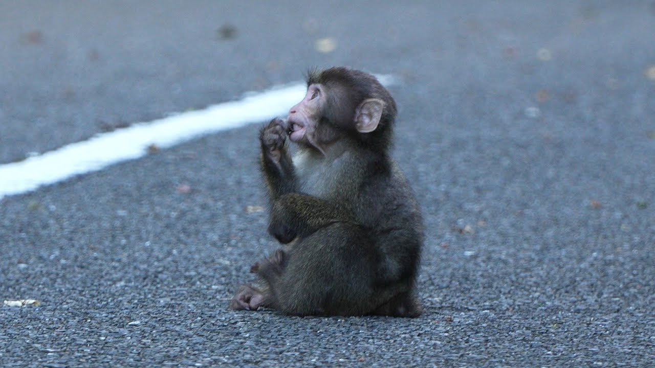 Непрекращающееся восхищение: Чудо сироты-японской макаки / monpai monyet snow monkey