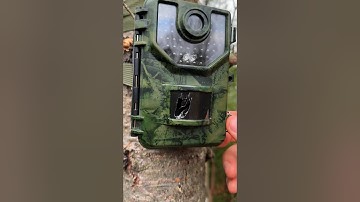 Catching the culprit that broke my camera #wildlife #mystery #trailcam
