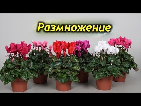 Как размножается цикламен. Основные способы размножения.