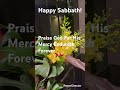 Happy Sabbath Viralvideo Happysabbath Subscribe Flowers Blessings Comment Reels Shortsfeed Happy Sabbath Viralvideo Happysabbath Subscribe Flowers Blessings Comment Reels Shortsfeed