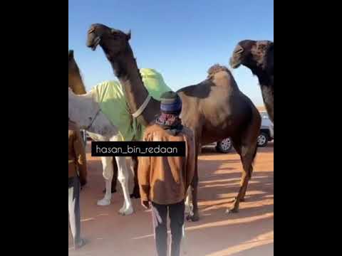 فرديات غانم بن سيف الخيارين اختم اعجابك بذكر الله والصلاة على النبي