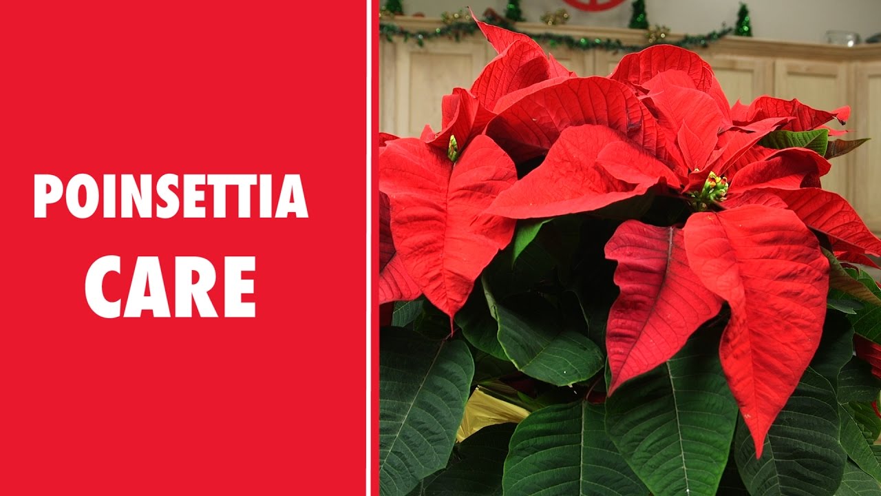 Schnucks: Poinsettia Care 