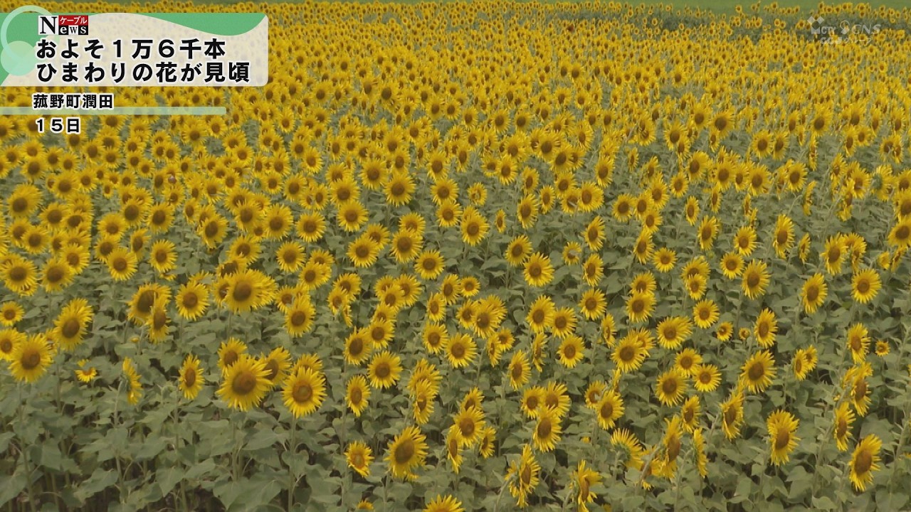 ケーブルNews】菰野町潤田 約1万6000本のヒマワリ | CTY・CNS
