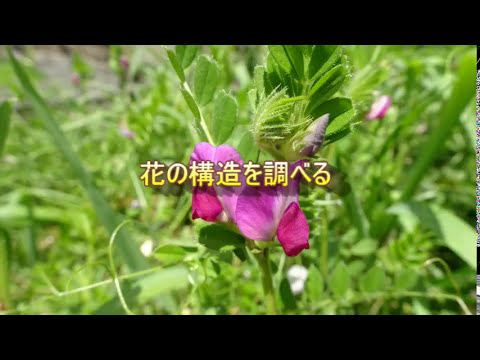 花の構造 カラスノエンドウ 高校生物実験 Youtube