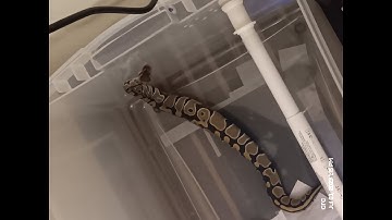 Live feeding my 8 month old Ball Python. Her first real medium rat.