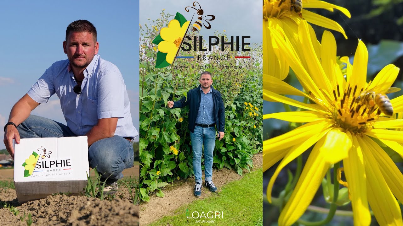 🌼+ DE 1500€/ha pour la CULTURE la - CHÈRE du MONDE : la SILPHIE ! 💰