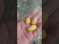 Yellow Ripe Dates .#fruit #dates #datessweet #shortvideo #datesfruit #shorts #satisfying #farming