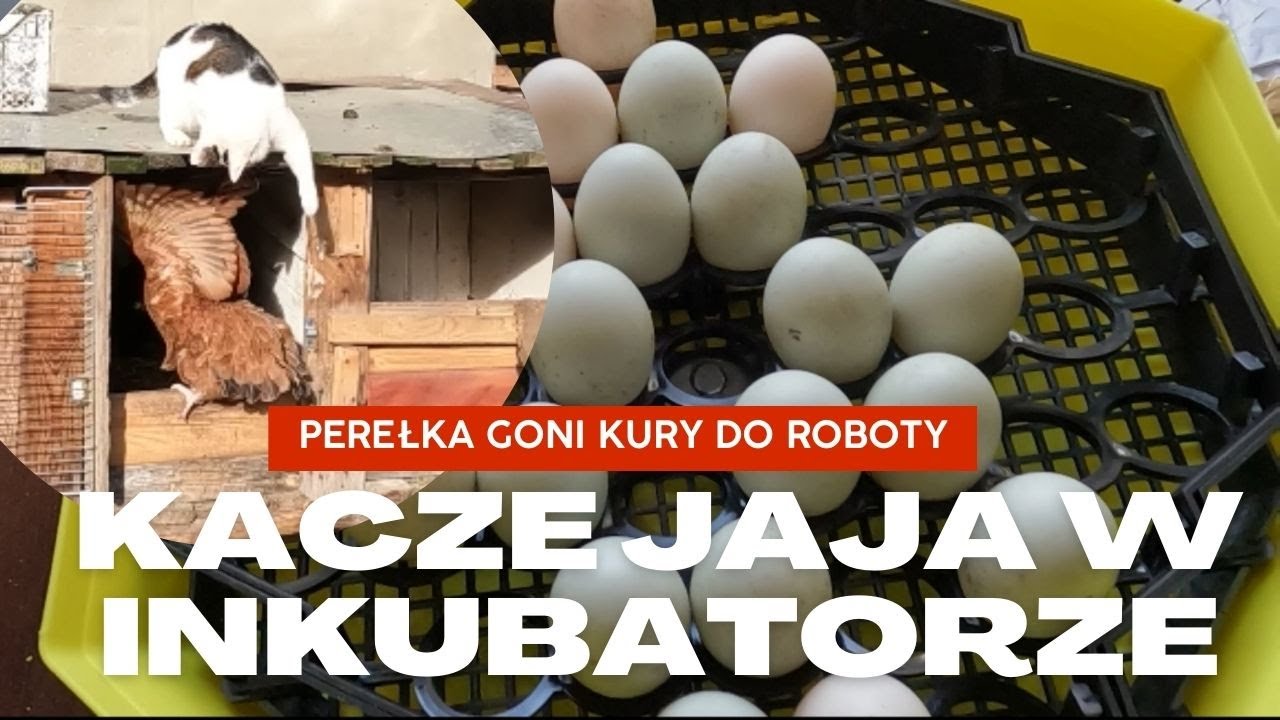 Prześwietlanie jajek po tygodniu inkubacji