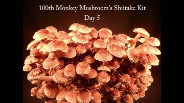 Shiitake Time Lapse - 5 Days