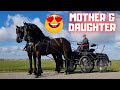 Mother and daughter in pair. And they are so good!! | Friesian Horses