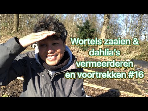 Video: In dahlia is die wortels?