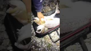 🦊ΣΥΝΑΓΡΙΔΕΣ ΑΤΕΛΕΊΩΤΕΣ🦊