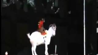 Прикольное видео! Цирк! Козел канатаходец! Прикольное видео! Цирк! Козел канатаходец!