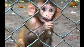 Cutest Baby Monkey Ever 2014