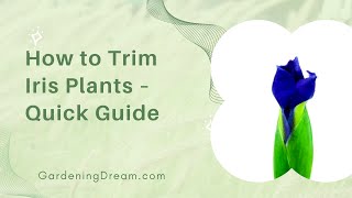 How to Trim Iris Plants – Quick Guide screenshot 2