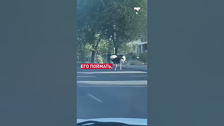 В Бишкеке страус бегал по городу