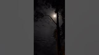 Wu Qing Leng Mo (无情冷漠) - DINGIN TAK BERPERASAN