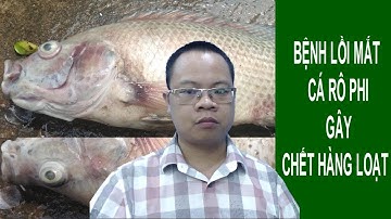 ĐÔNG THỦY SẢN I Bệnh lồi mắt ở cá rô phi, điêu hồng chết hàng loạt