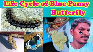 #butterfly | Life Cycle of Blue Pansy Butterfly | Junonia Orithya | @anandnatureworld