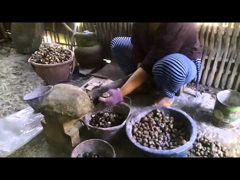 Cara Mengupas Biji Jambu Mete 1001 Cara Mengupas