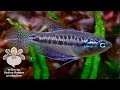 水槽内で野生化したピグミーグラミー Trichopsis pumila (Pygmy gourami, Sparkling gourami)