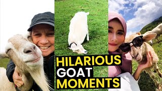 Top 26 Hilarious Goat Moments | The Funniest Goats On Camera