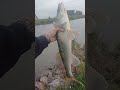 Mooie Baarzen En Snoekbaarzen #twitchbait #fishing #spinfishing #netherlands #vissen #baars #snoek