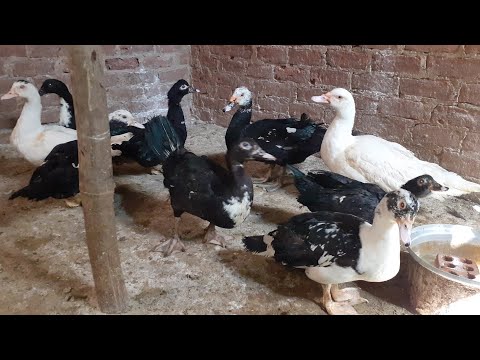 ازاى نعمل سلالة بط خليط مسكوفى ممتازة فى انتاج البيض والفقس وتحويل اللحم واوزان فوق الخيال