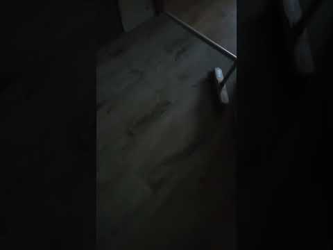 tajemnicze zwierzę uchwycone na filmie w pałacu
