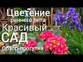 Прогулка по САДУ. Цветение в начале ИЮНЯ. Гортензии , древовидные пионы и др. ЖИЗНЬ САДОВОДА .