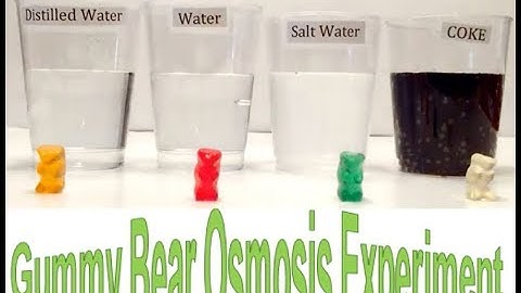Gummy Bear Osmosis Experiment (Gummy bear science experiment)