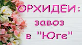 Орхидеи,узамба́рские фиалки,Самара🌺