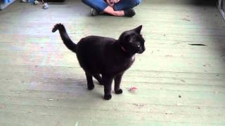 Cat Training: Come When Called by maueyes 3,737 views 8 years ago 2 minutes, 57 seconds