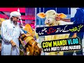 Mufti Tariq Masood Cow Mandi Vlog
