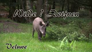 Wilde ? Zwijnen, Veluwe movie