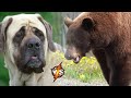 These Dogs fought against a Bear and a Gladiator. The strongest dog breed. English Mastiff!