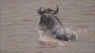 Mara river crossing 3