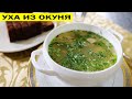 Уха из окуня. На утро застывает как холодец.