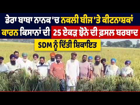 ਡੇਰਾ ਬਾਬਾ ਨਾਨਕ 'ਚ ਨਕਲੀ ਬੀਜ 'ਤੇ ਕੀਟਨਾਸ਼ਕਾਂ ਕਾਰਨ ਕਿਸਾਨਾਂ ਦੀ 25 ਏਕੜ ਝੋਨੇ ਦੀ ਫ਼ਸਲ ਬਰਬਾਦ