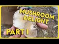 A FORAGER’S DREAM - OYSTER MUSHROOMS