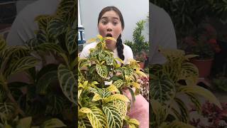 Kaka What Happened While They Were Picking Beans?