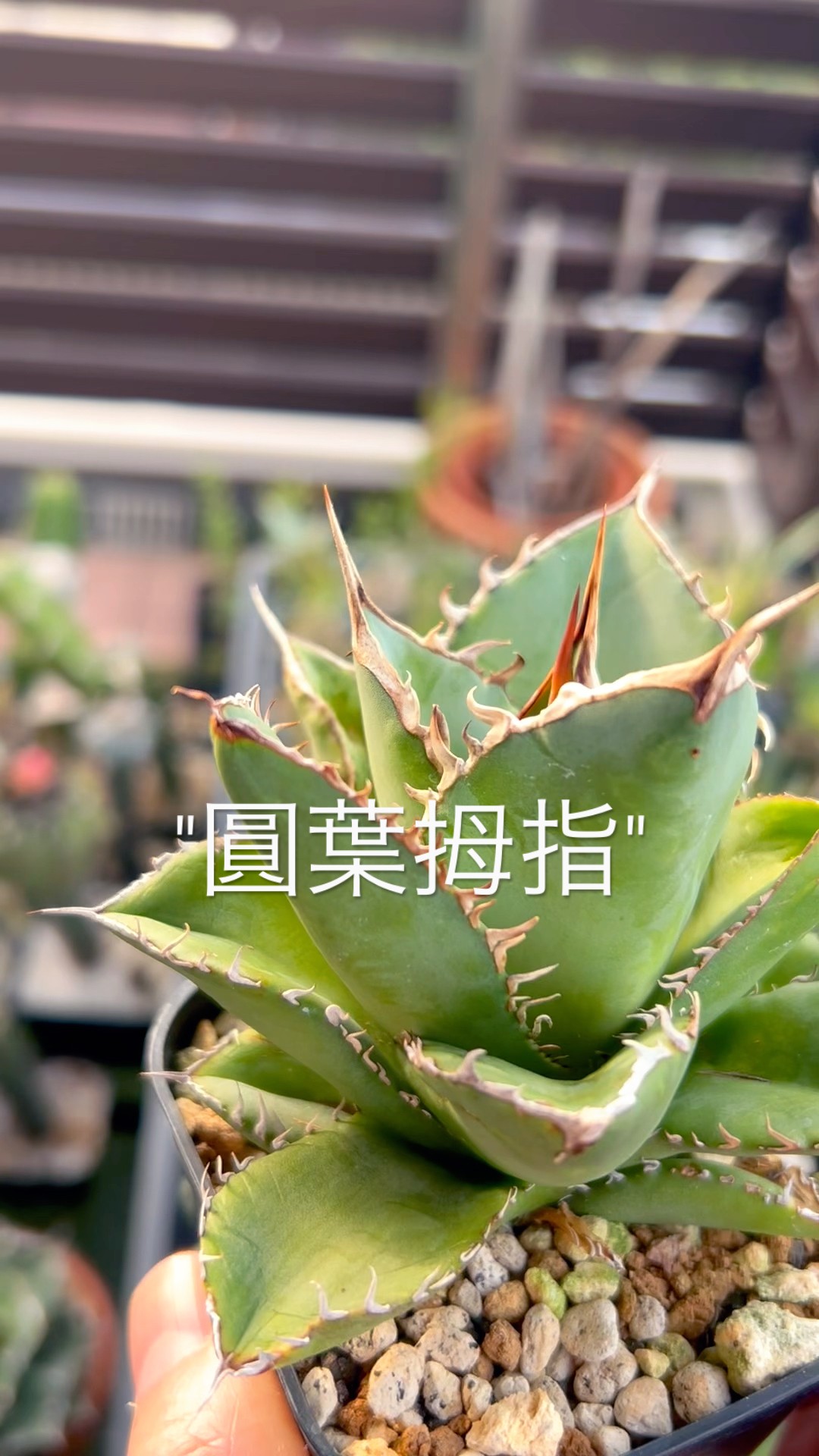 アガベ チタノタ 螃蟹（カニ）の育て方｜大器晩成型の選び方