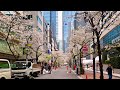 4K SAKURA Walking in Japan | Nihonbashi & Ginza | Tokyo Walk April 2026 (82 Mins)